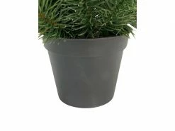 Botanic-Haus Weihnachtsbaum Tannenbaum im Topf, 51 cm -Weihnachtsbeleuchtung Verkäufe 184258138 xxl