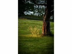 Star Trading Baum Reedy 3-fach, 180 LEDs, 60 cm, Schwarz -Weihnachtsbeleuchtung Verkäufe 209138660 xxl