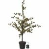 Star Trading Baum Larix, 1.17 m, Grün, 40 LED