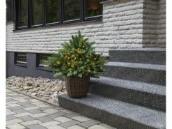 Star Trading Weihnachtsbaum Busk, 40 LEDs, 75 cm, Grün 7 Star Trading Weihnachtsbaum Busk, 40 LEDs, 75 cm, Grün -Weihnachtsbeleuchtung Verkäufe 225466636 xxl